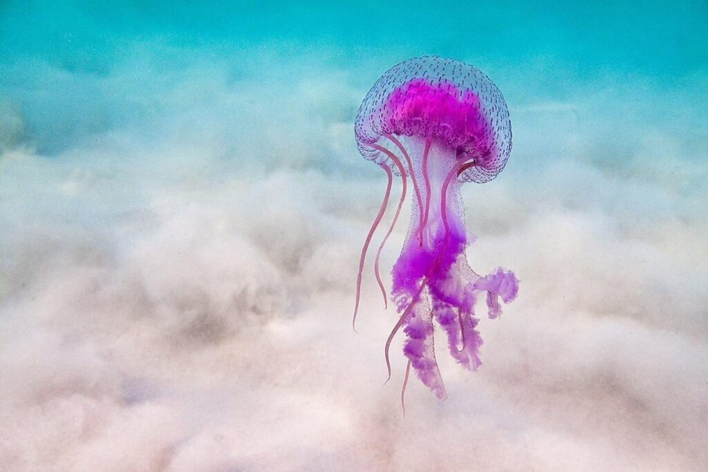 μέδουσα μέδουσα